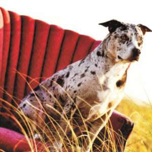 Alex Hernandez - Commercial Lines Account Executive