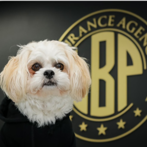 LBP Insurance Agency LLC's logo