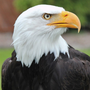 Eagle Insurance Solutions